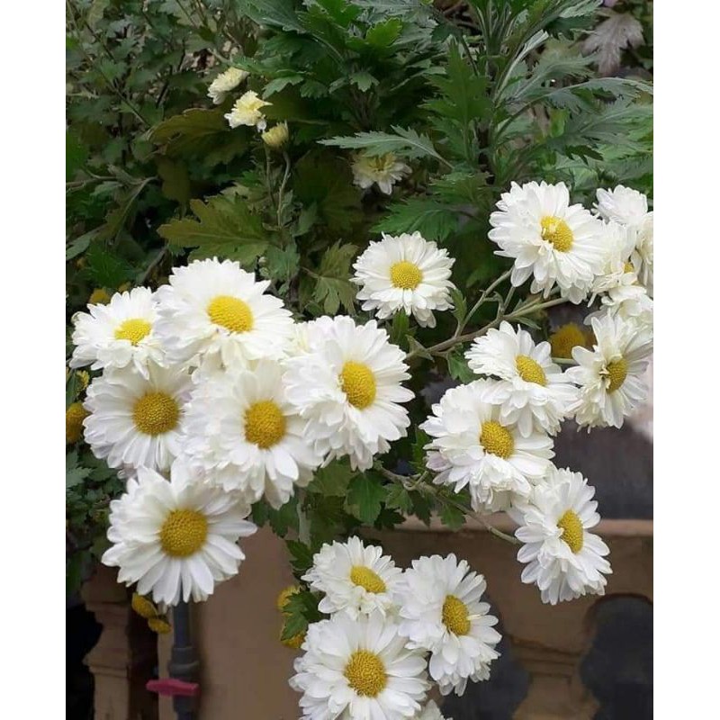 sét 10 cúc tiểu thư