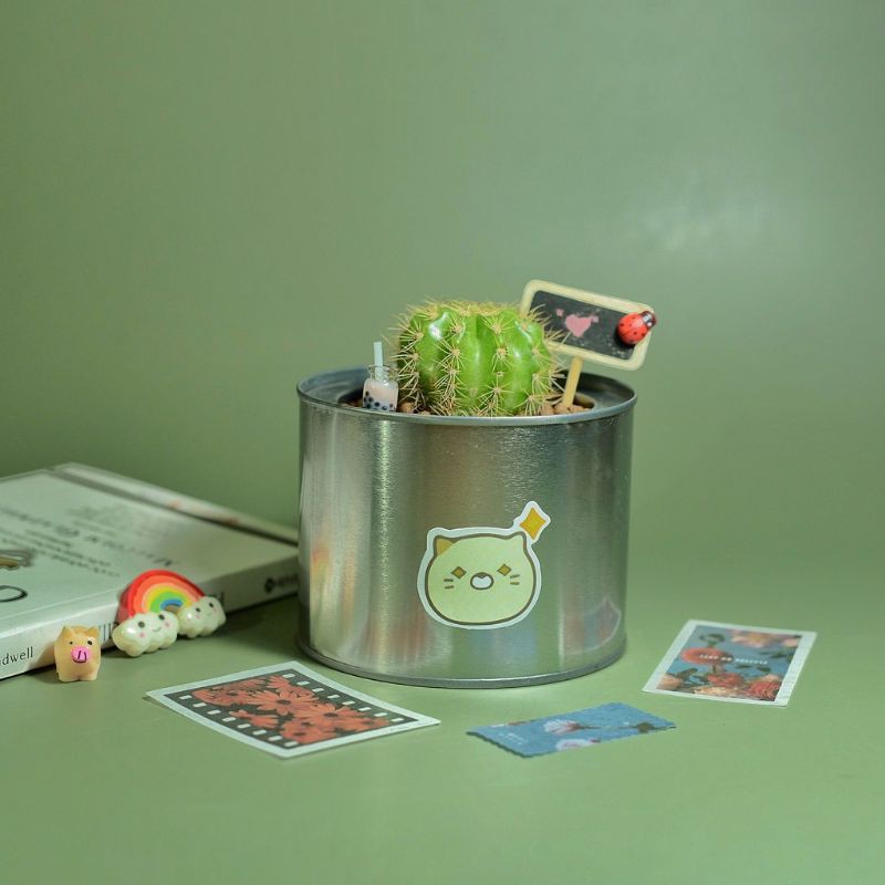 Xương rồng bí xanh - Xương rồng bí ngô - Sẵn chậu nhựa đủ kích thước