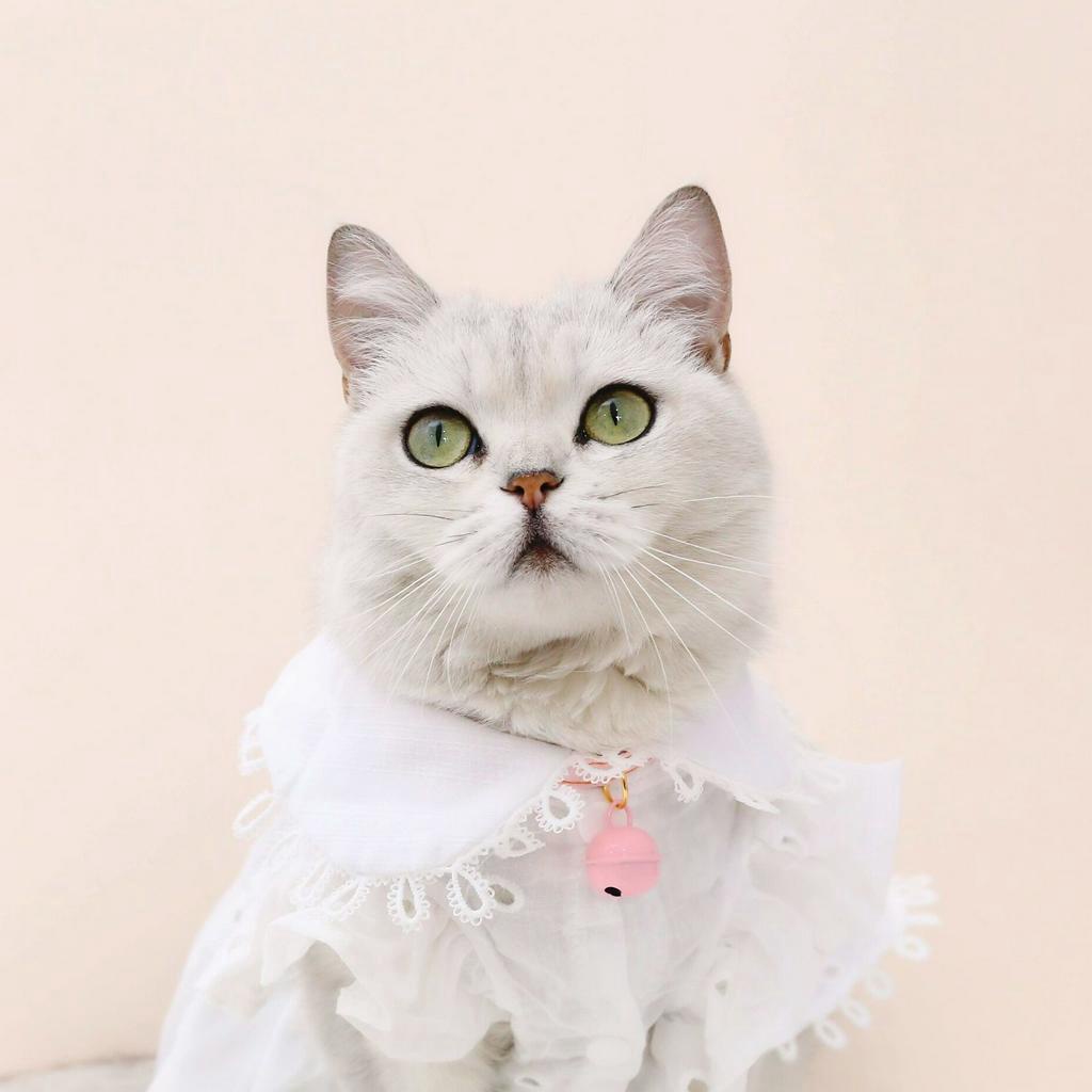 Vòng Cổ Có Chuông Nhiều Màu Cho Thú Cưng