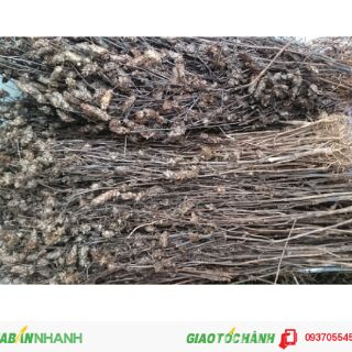 Nhân trần khô 500g - 1kg