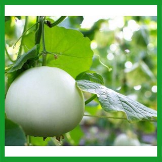 Hạt giống Dưa Lê Siêu Ngọt