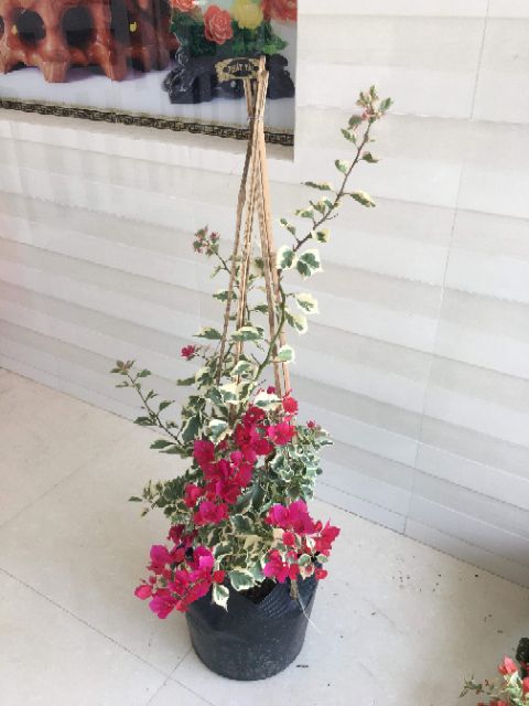 Cây 🌲 Giấy Cẩm Thach đỏ ( siêu hoa)