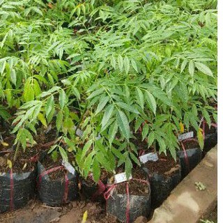 Cây cóc thái giống