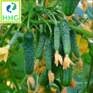 HẠT GIỐNG DƯA CHUỘT BAO TỬ SMILE SEEDS - 10 HẠT