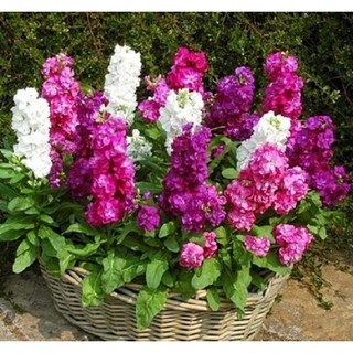Hạt Giống Hoa Hoàng Anh