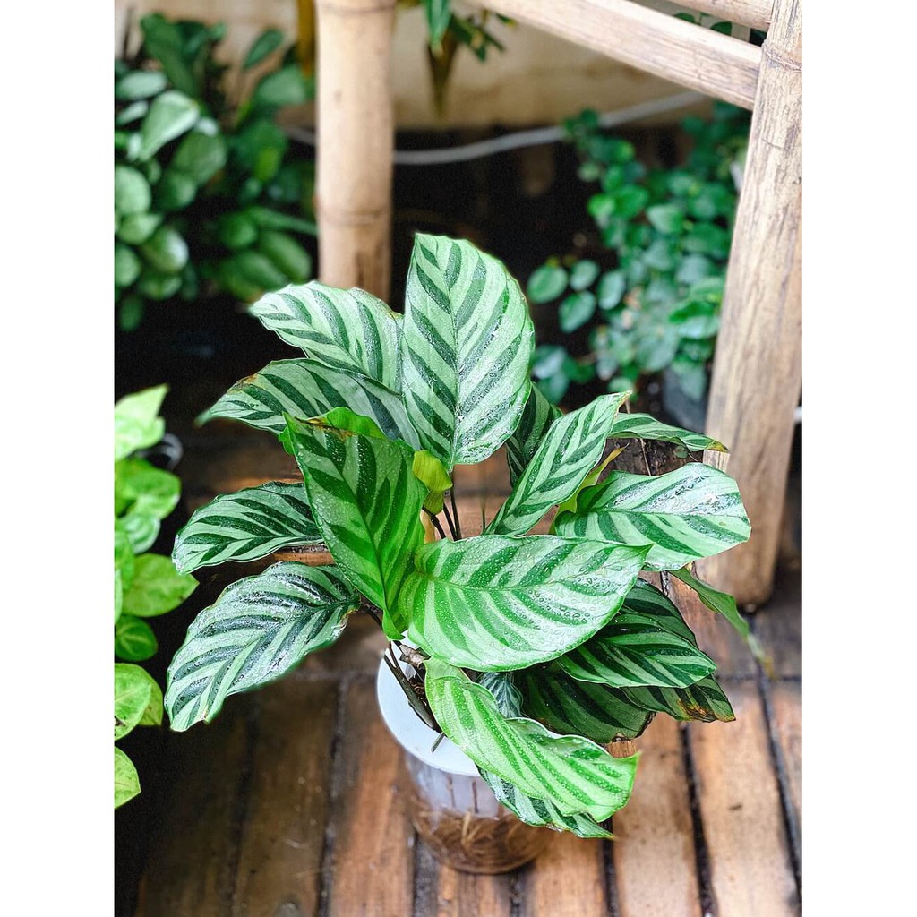 Cây Calathea Freddie (Đuôi Công Freddie) kèm chậu thuỷ canh 2 lớp không đất, không cần tưới