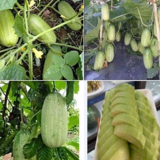Hạt giống dưa chuột mèo Thái Lan-gói 10 hạt-tặng kèm gói phân bón lót