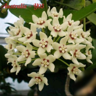 cẩm cù Hoya