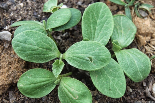 Hạt giống bí ngọn siêu đọt gói 20gr/50hạt