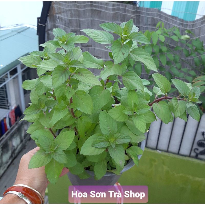 (Q.8 - GIAO 1-3H) Cây giống BẠC HÀ TINH DẦU.