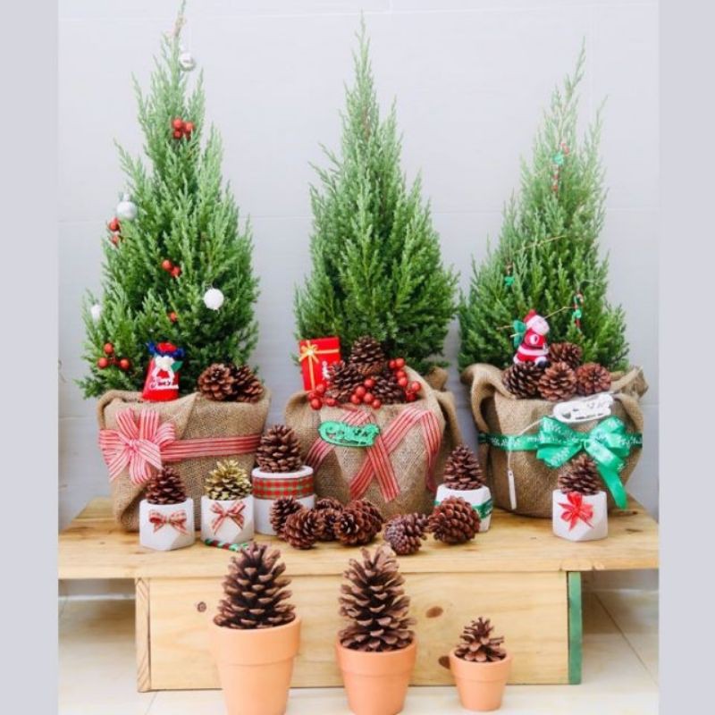 Quả thông trang trí - Có đèn trang trí