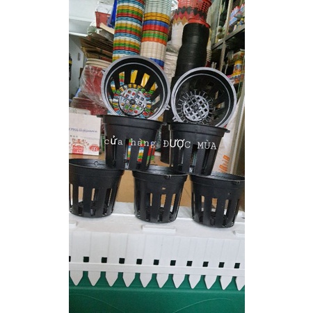 bán sỉ - 50 chậu nhựa trồng lan phi 12