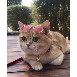 Kính Râm thời trang cho Mèo
