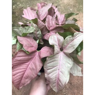 chậu trầu bà hồng