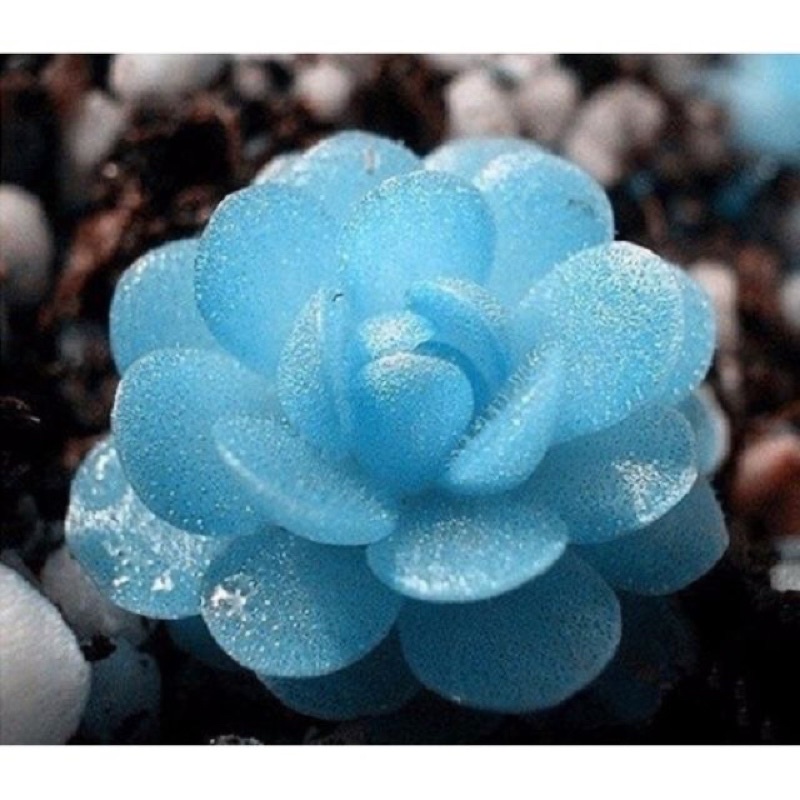 Gói 20 Hạt giống sen đá kim cương mix đủ màu sỉ 1k