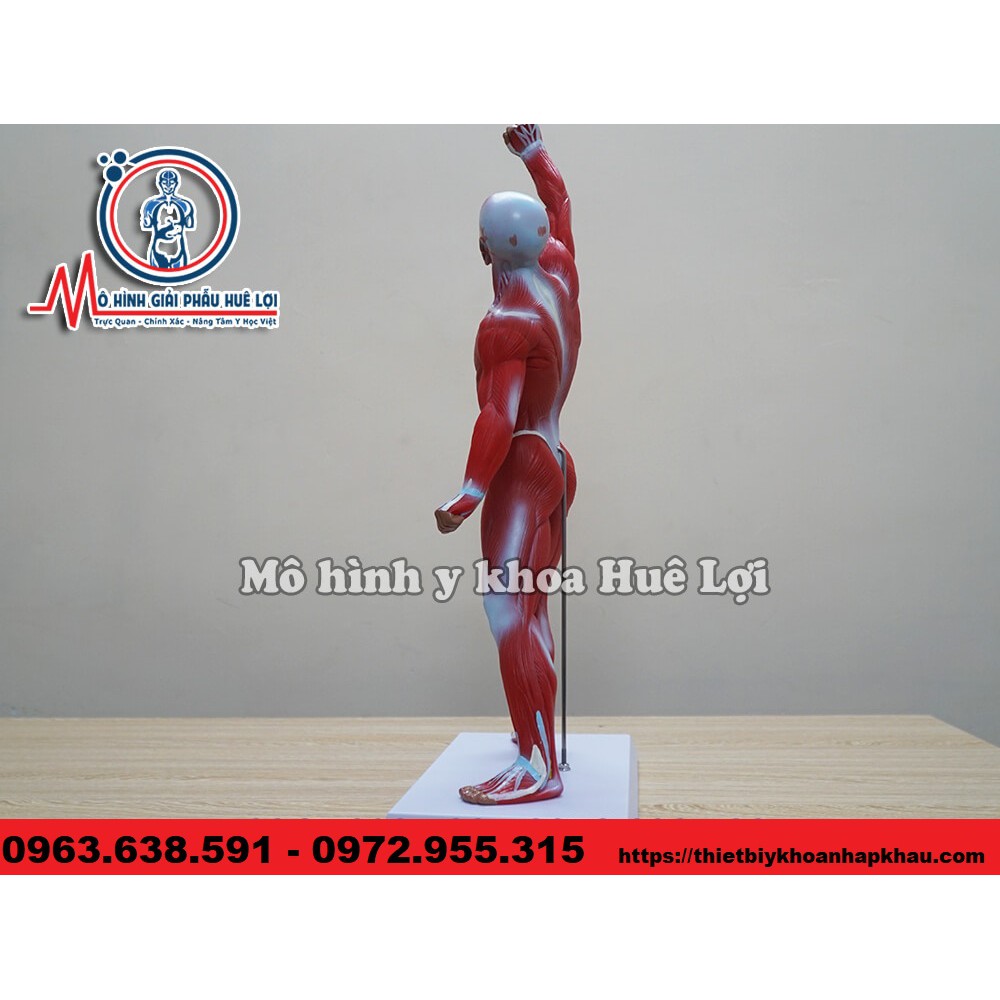 MÔ HÌNH GIẢI PHẪU TOÀN BỘ LỚP CƠ NÔNG CỦA CƠ THỂ NGƯỜI