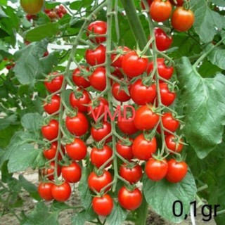 Hạt giống Cà Chua Cherry Đỏ