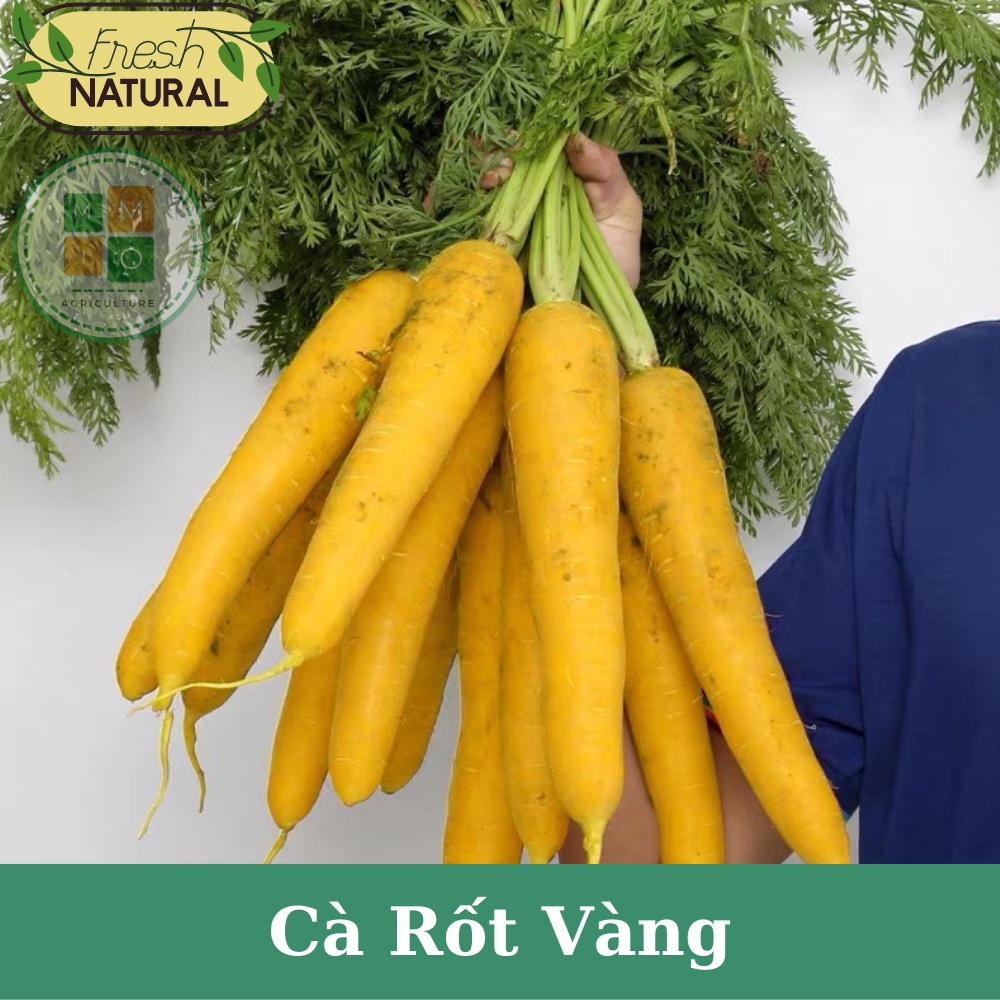 Hạt giống cà rốt vàng Hàn Quốc