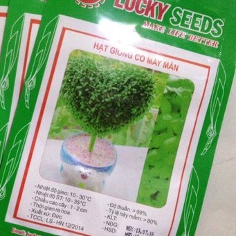Hạt giống Cỏ may mắn - gói 1gr