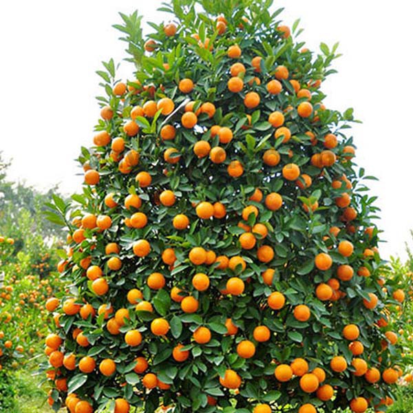 Auxin K-IAA 98%  tan trong nước