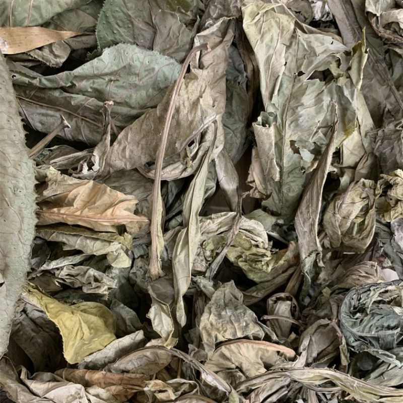 Lá Khôi Tía, Khôi Nhung rừng, chuẩn mới thơm sạch