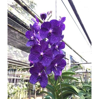 Lan Vanda màu tím blue chậu 1 cây trưởng thành
