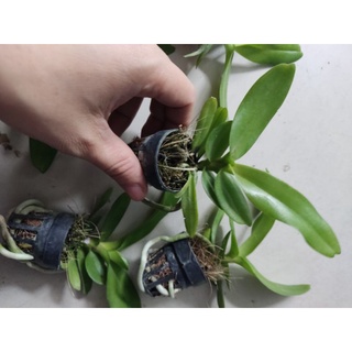 Hoa lan hoàng nhạn giống