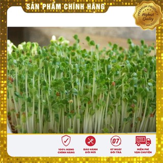 Hạt giống Rau mầm củ cải trắng (50gr)
