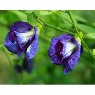 10 hạt giống hoa đậu biếc cánh kép