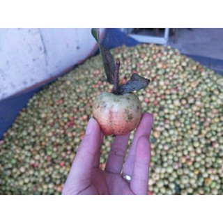 sỉ giá gốc 1kg táo mèo tươi