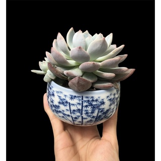 SEN ĐÁ MONROE THUẦN BB GARDEN TRÊN 7CM