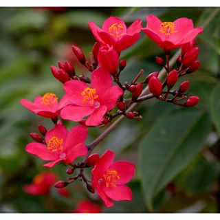 Hồng Ngọc  Mai
