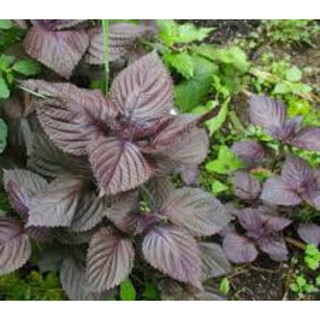 2G Hạt Giống Rau Tía Tô