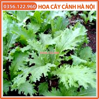 Hạt giống rau cải mèo cao sản, thích hợp khí hậu - Gói 20g - Shop hoa cây cảnh Hà Nội