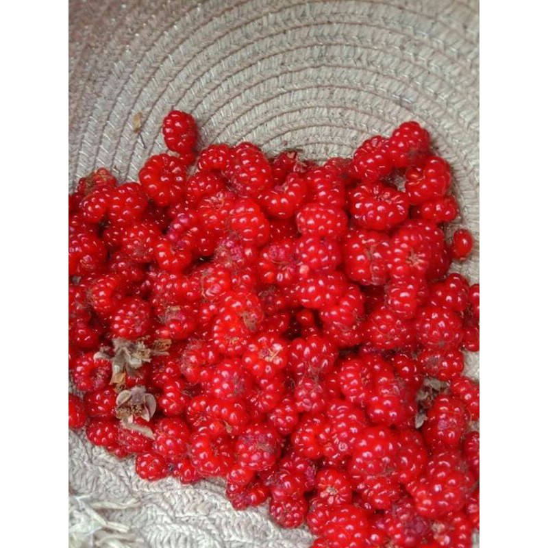 Lá mâm xôi làm dầy niêm mạc 1kg