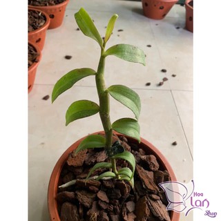 Lan Phi Điệp 🍀FREESHIP🍀 Hồng Minh Châu [ Ươm Kie ]