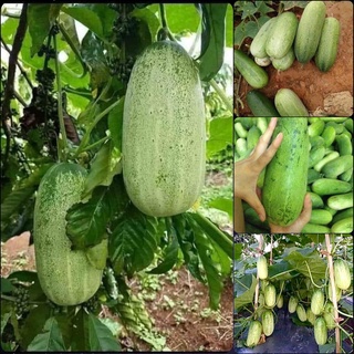 Hạt giống dưa chuột mèo quả siêu khủng nảy mầm trên 90%