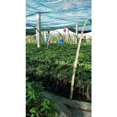 Cây giống CÂY ĐINH LĂNG TA