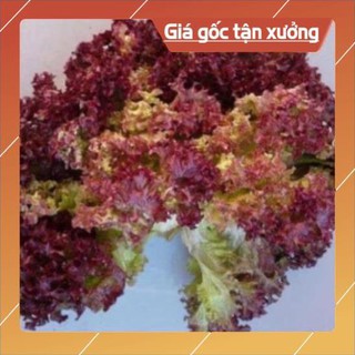 Hạt giống xà lách xoăn tím
