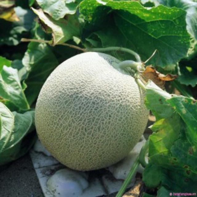 hạt giống DƯA LƯỚI F1 siêu ngon- gói 1gr