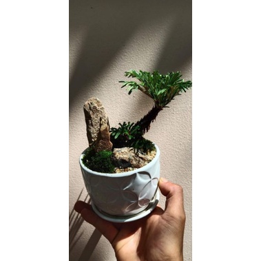 1cây bonsai trường sinh thảo