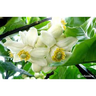 Xịt bưởi kích thích mọc tóc Việt Kết