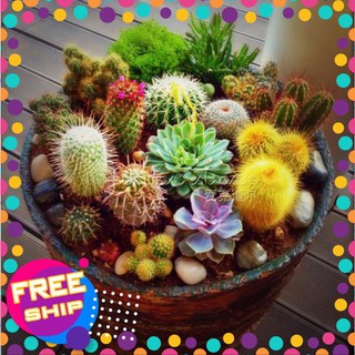 15 Hạt giống Xương rồng mix (tặng gói Kích nẩy mầm và Hướng dẫn) TRỢ GIÁ KHUẾN MẠI TẾT