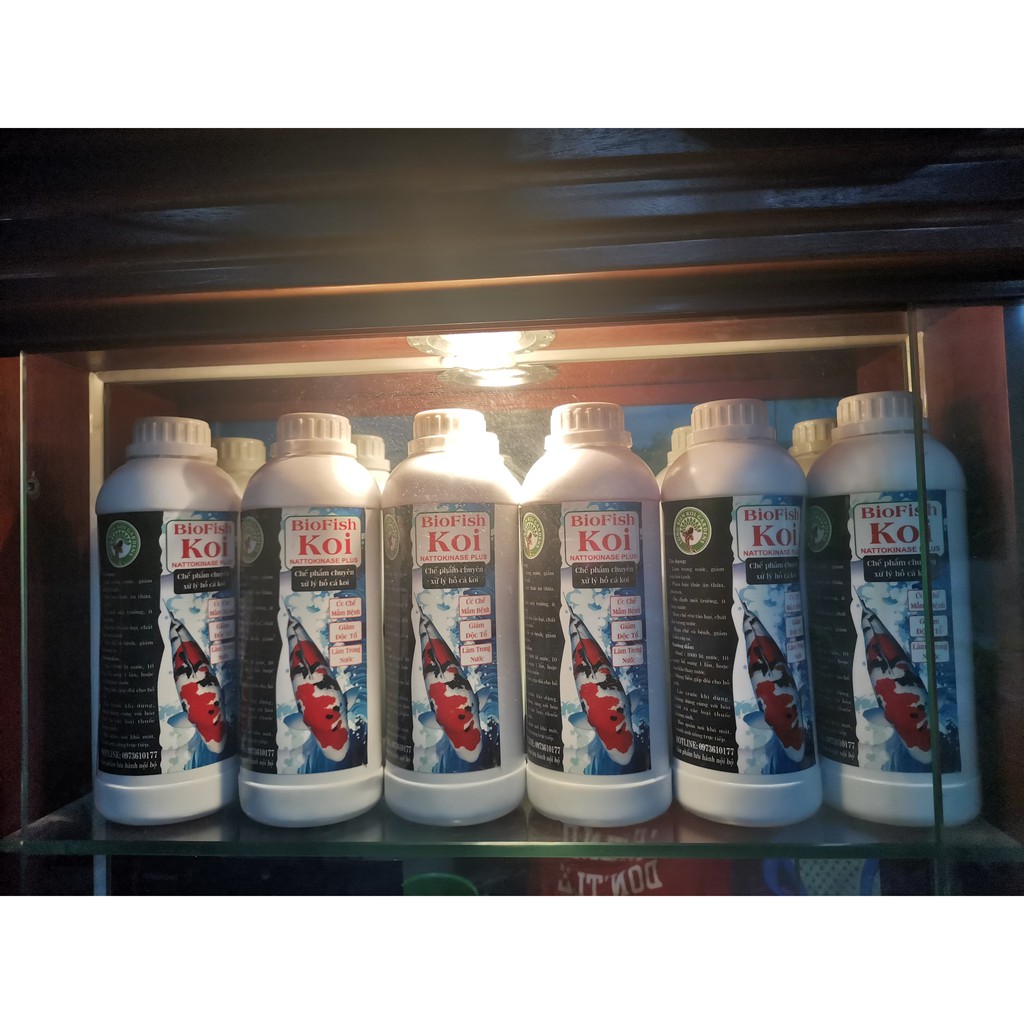 BIOFISH KOI- Chai Vi Sinh làm trong nước bể cá thể tích 500-1000ml