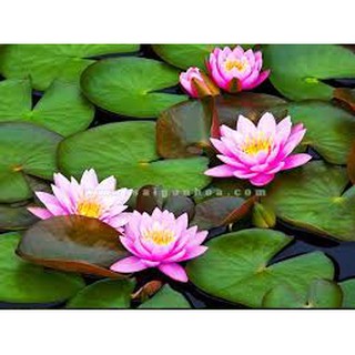 Combo 4 củ hoa súng thái mini , củ to, nhiều màu hoa