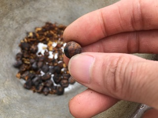 Hạt dổi rừng 100g