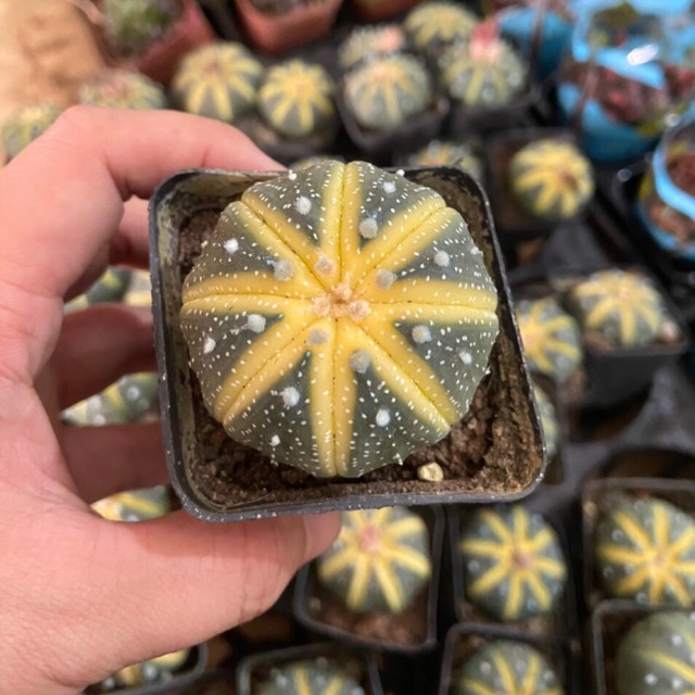 XƯƠNG RỒNG ASTER LEM