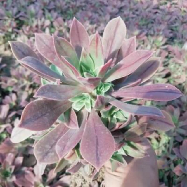 Aeonium tím hồng