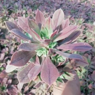 Aeonium tím hồng