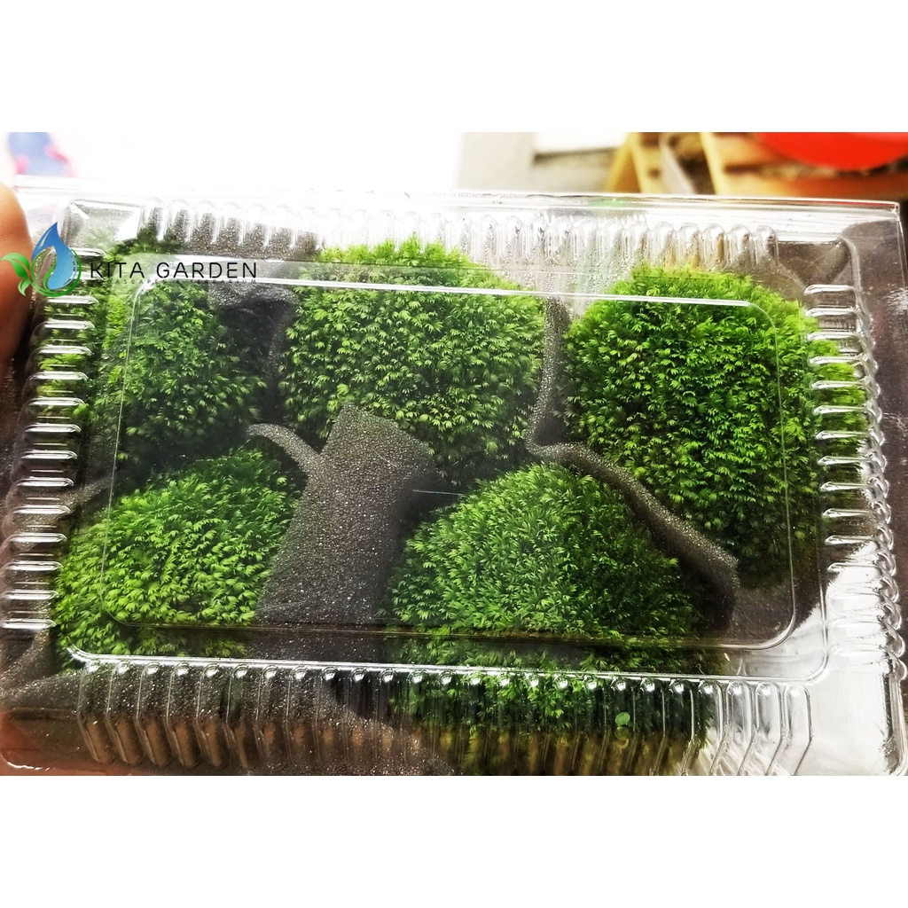 RÊU MINIFISS BÁM ĐÁ - ĐÁ FISS TRANG TRÍ CHO HỒ THỦY SINH